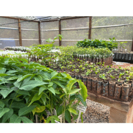 MGLIT cria viveiro de mudas nativas na Região do Vale do Jequitinhonha