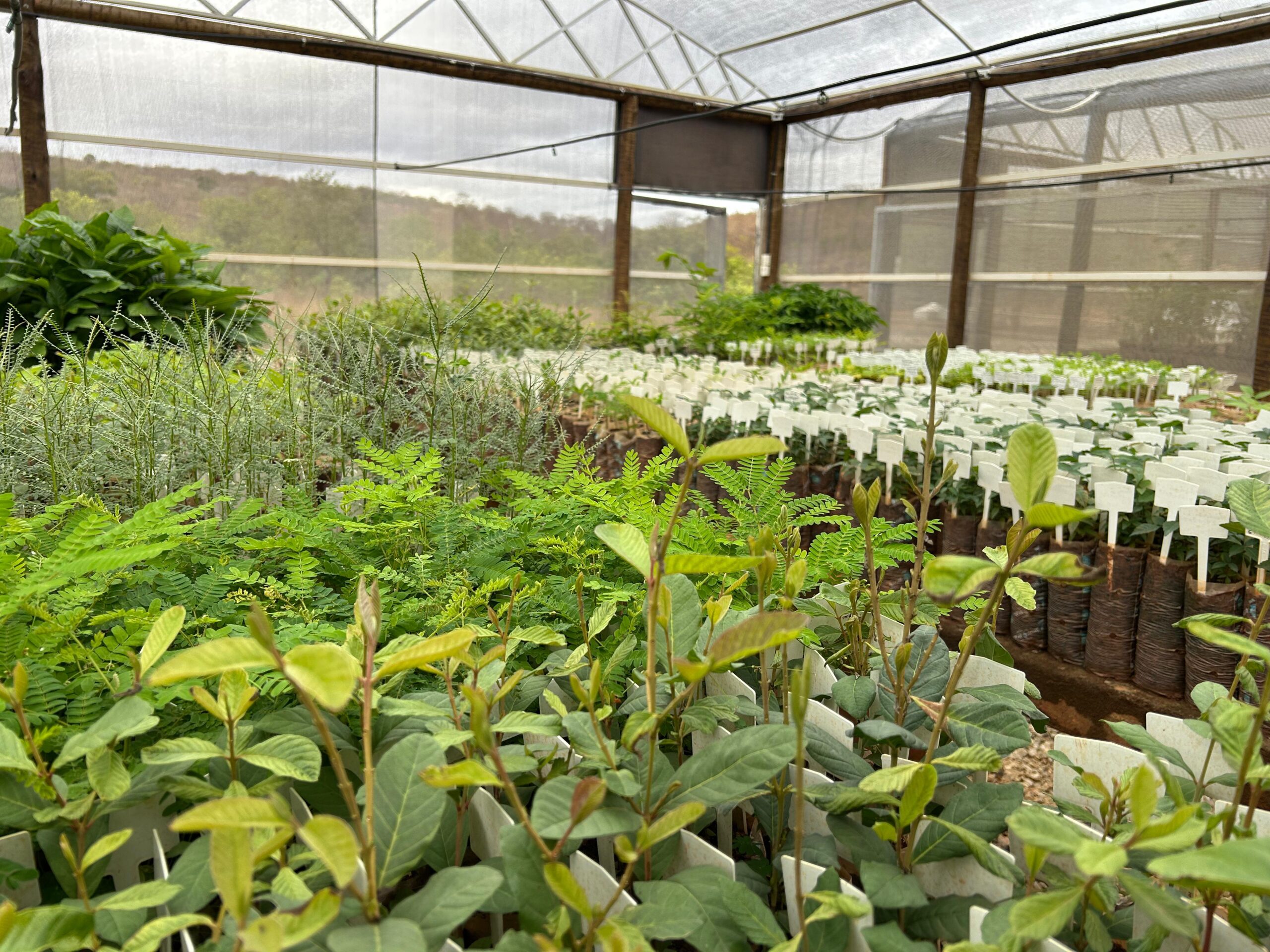 MGLIT tem resultados positivos com viveiro no Vale do Lítio